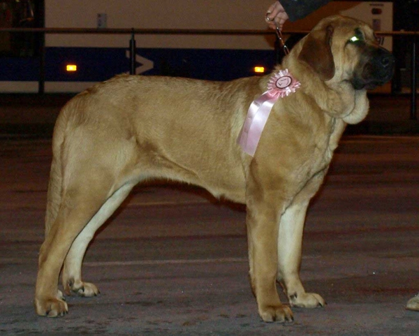 Charisma Zaark Mastibe: Exc. 2 - Intermediate Class Females, International Dog Show "FINNISH WINNER 2008", Helsinki, Finland - 14.12.2008
(Arak Z Kraje Sokolu x Amiga Zazi Bis Mastibe)
Born: 22.07.2007
Keywords: 2008