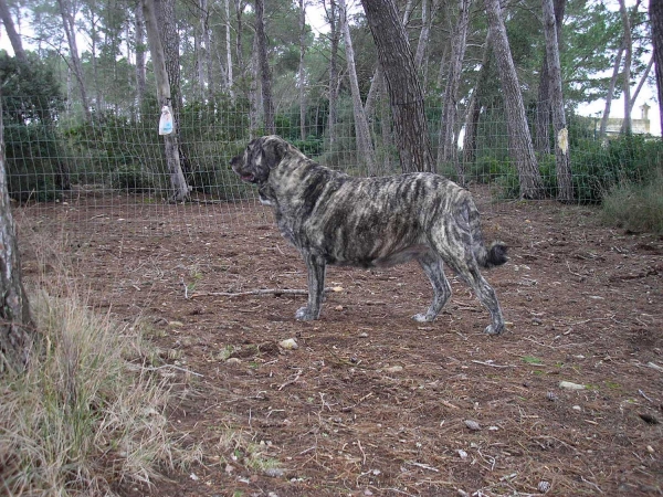 Bruma de Valdejera
(Tajo de la Peña Mora x Moira de Valdejera) 
Born: 15.03.2005 
