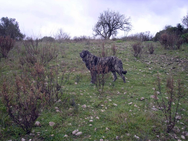 Bruma de Valdejera
(Tajo de la Peña Mora x Moira de Valdejera) 
Born: 15.03.2005 
