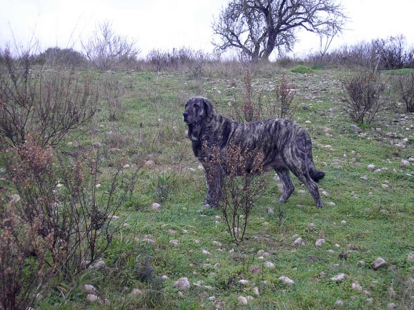 Bruma de Valdejera
(Tajo de la Peña Mora x Moira de Valdejera) 
Born: 15.03.2005 
