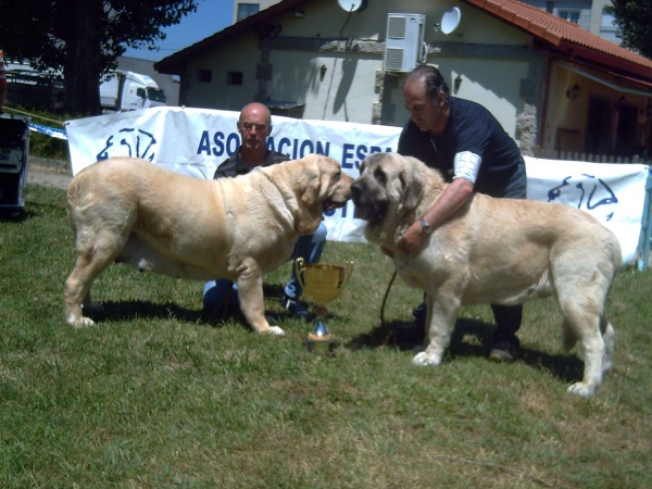 CH. Coral de Hazas de Cesto: EXC 1, Best Female, BIS & Bardo de La Salombra: EXC 1, Best Male - Xinzo de Limia 11.07.2009 
Coral: (Ch. Mayoral de Hazas de Cesto x Ch. Milena de Hazas de Cesto) - Born: 06.01.2005 
Bardo: (Ch Sanson x Telma de Campollano) - Born: 08.11.2006 

Photo: José Manuel Lodeiro © Copyright
Keywords: 2009 muxa