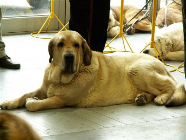 Lope Fre-Su, Exc.3 - Open Class Males, World Dog Show Poznan 2006
(Basil Mastifland x Astra Dobra Rasa)  
Born: 04.01.2004
Breeder: Joanna Turek
Owner: Klaudiusz Koziolek 

Keywords: fresu