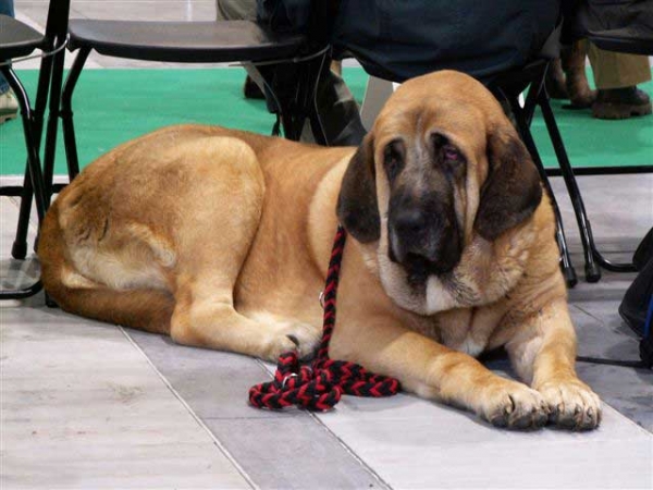 Amiga Zula Bis Mastibe, Exc.1, CWC - Intermediate Class Males, World Dog Show Poznan 2006
(Enamorado Ernesto Mastibe x Feya Mastibe) 
Born: 310.05.2005
Breeder: Iva Jarova
Owner: Marcela Hruscova
 

Keywords: calverota