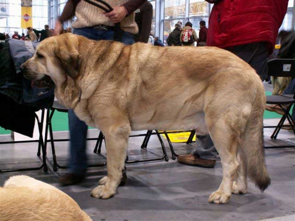 Basil Mastifland - Champion Class Males, World Dog Show, Poznan 2006
(Davidoff von Haus vom Steraldted x Ida Fi-It) 
Born: 14.11.2000
Breeder: Anna Kornak
Owner: Ewa Jasinska 

Keywords: ludareva