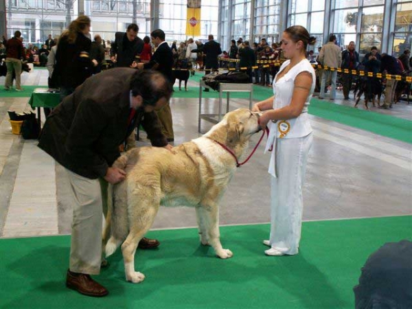 Motley House Banderas Kvini, Very Promising 1 - Puppy Class Males, World Dog Show Poznan 2006
(Antol Vlci Drap x Motley House G´Queen Papillion)  
Born: 25.02.2006
Breeder: I. Egorova
Owner: M. A. Kamenskaya 
