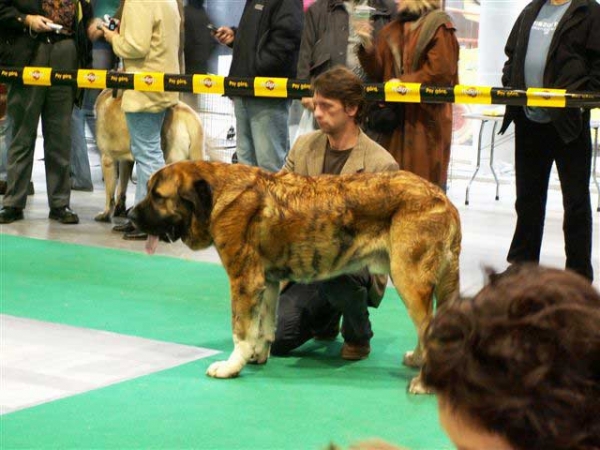 Harem Ulmaf Karus Kahrut - Young Class Males, World Dog Show Poznan 2006
(Mascular Pick-Up-Speed x Fortuna of the Witches Meltingpot)  
Born: 08.12.2005
Breeder: Merilyn Meristo & Lilian Freiberg
Owner: Merilyn

Keywords: ulmaf