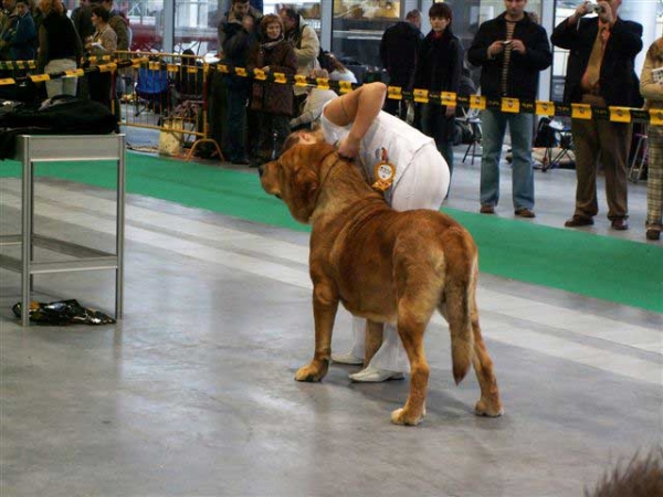 Rint Valeri Asso for Motleyhouse, Exc.1, CWC, Res.CACIB - Open Class Males, World Dog Show Poznan 2006
(Ron de Valdejera x Motley House Dazy Son) 
Born: 04.09.2003
Breeder: V. Vikhman
Owner: I. Egorova

 

