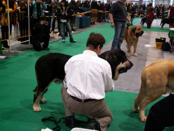 Zulu de Galisancho, Exc.2 - Champion Class Males, World Dog Show Poznan 2006
(Zar de Cueto Negro x Musa de Galisancho) 

