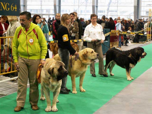 Champion Class Males - World Dog Show Poznan 2006
