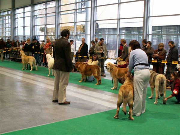 Young Class Females - World Dog Show  Poznan 2006
