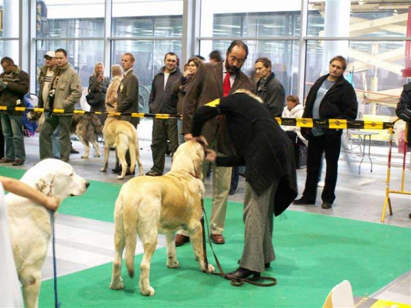 Amiga Zazi Bis Mastibe, Exc.1, Junior World Winner, Best Junior - Young Class Females, World Dog Show, Poznan 2006
(Enamorado Ernesto Mastibe x Feya Mastibe) 

Keywords: mastibe