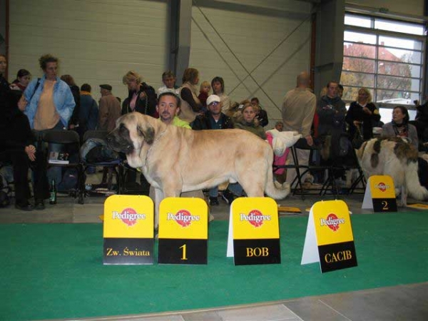 Sanson, Exc.1, CWC, CACIB, World Winner, BOB - Champion Class Males, World Dog Show, Poznan 2006
(Ordoño x Princes de Vega de Albares) 
Born: 28.03.2004
Breeder: Angel Sainz de la Maza
Owner: César Estébanez Alonso


Keywords: baolamadera