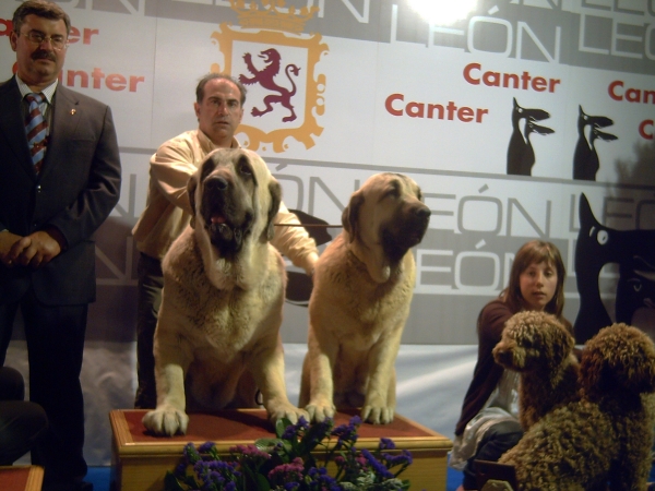 Bardo de la Salombra y Musa de Muxa: Best couple - International Dog Show, León, Spain 28.09.2008
Keywords: muxa