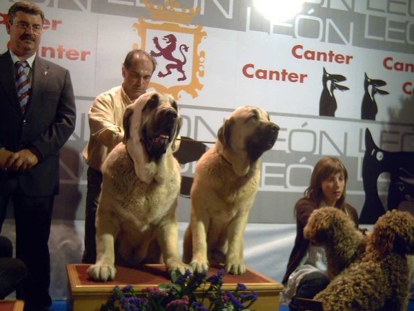 Bardo de la Salombra y Musa de Muxa: Best couple - International Dog Show, León, Spain 28.09.2008
Keywords: 2008 muxa