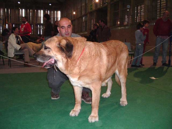 Palma de Autocán: EXC. 3 - Open Class Females - National show, Cádiz 20.11.2004
(Duque de Autocán x Duquesa de Autocán)
Breeder & owner: Isidro García  

Keywords: 2004 autocan