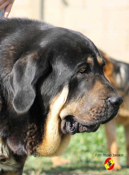 Pantera de La Majada Los Robles: EXC 1ª Open Class Females & BIS
Keywords: 2014 majada head portrait cabeza