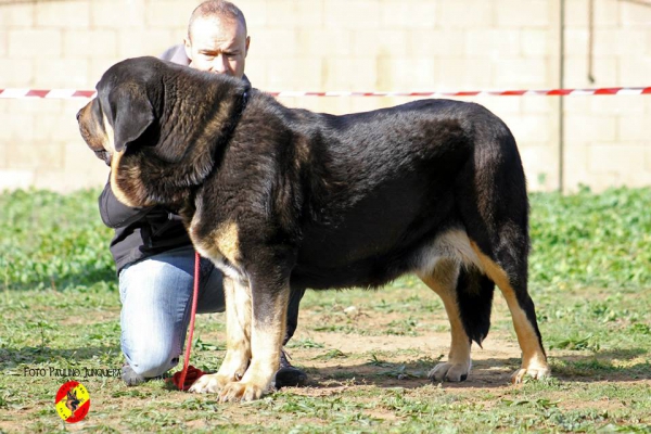 Pantera de la Majada Los Robles: Exc. 1ª open class females & BIS - Mansilla de las Mulas 09.11.2014
Keywords: 2014 majadalosrobles