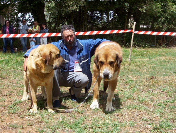 Pecho de La Vicheriza & Pantoja de La Vicheriza - Best Pair, Fresno del Camino, León, 08-08-2004 
Mejor Pareja  
Owner: Cándido Rodríguez Arias 
 

Keywords: 2004 vicheriza