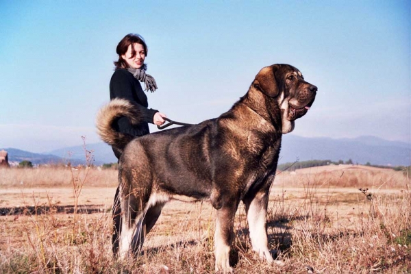 Parka de Valdejera - 13 months old
(Tajo de la Peña Mora x Cepa de Valdejera)  

