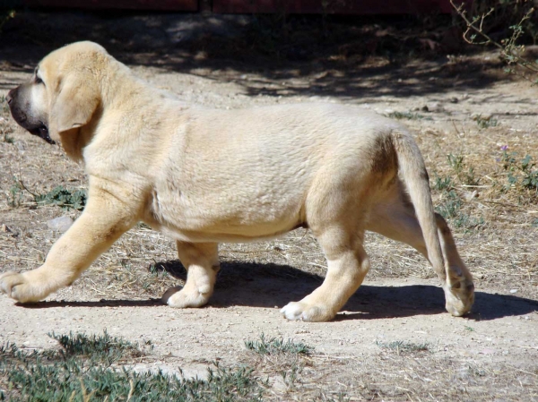 Peleon de Fuente Mimbre ( 55 días)
(Marco de Fuente Mimbre x  Leona de Fuente Mimbre)
Keywords: puppyspain fuentemimbre