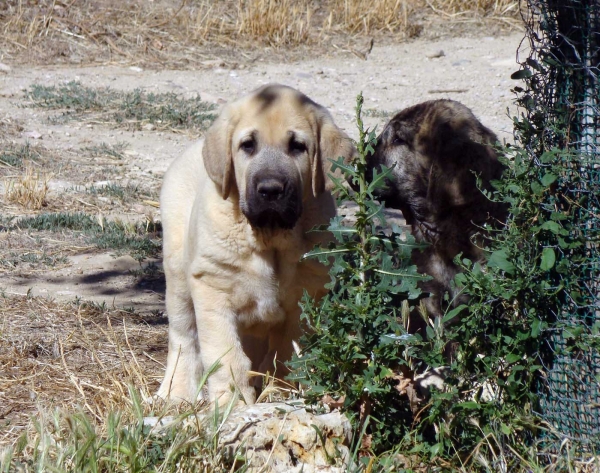 Peleon de Fuente Mimbre ( 55 días)
(Marco de Fuente Mimbre x  Leona de Fuente Mimbre)
Keywords: puppyspain cachorro puppy