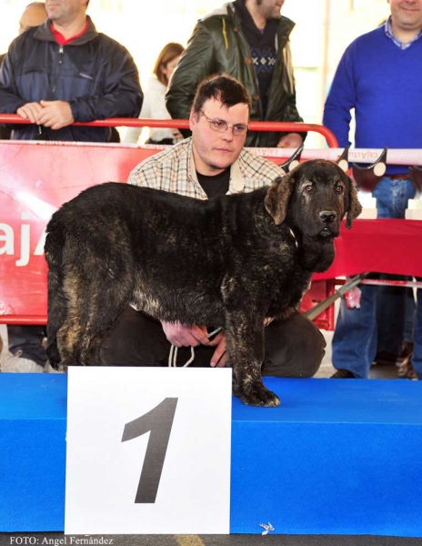 Perla de Abarrio: MB 1ª, Mejor Muy Cachorro - Muy Cachorros Hembras,  Aviles 30.03.2013
Keywords: 2013 abarrio