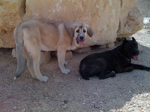 Laska del Dharmapuri, 6 months old & Cane Corso Ninet
(Gonzales Del Dharmapuri X Fany de Fuentemimbre)
Born: 18.10.2007 

Keywords: pet laska