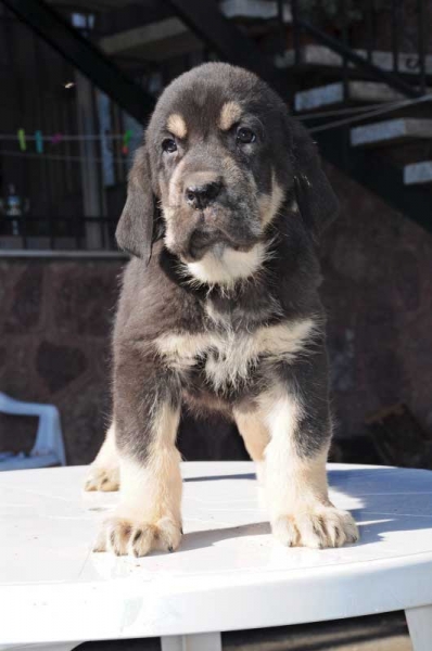 Pizarro de los Zumbos
Tigrin de los Zumbos X Carrocera de Trashumancia
Keywords: puppyspain zumbos