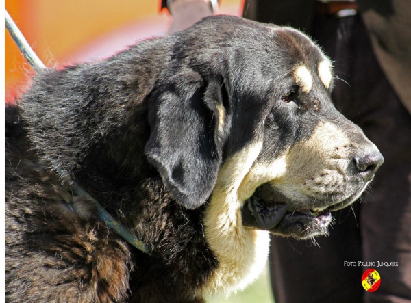 Pizarro de La Majada Los Robles: 1º Intermediate Class Males - Mansilla de la Mulas, Spain 09.11.2014 
Keywords: 2014 majada head portrait cabeza