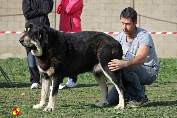 Pizarro de la Majada los Robles: 1º  Intermediate Class Males - Mansilla de la Mulas, Spain 09.11.2014
Keywords: 2014 majada