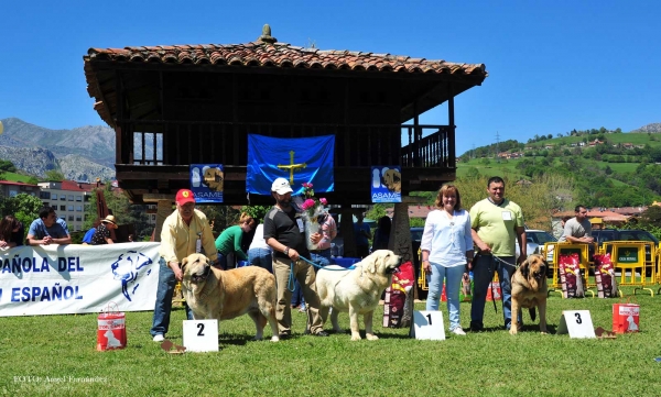 Ring Open Females, Arriondas, Asturias, Spain 04.05.2013
2. Bimba de Autocan
1. Torquemada de Fuente Mimbre 
3. Bea de La Calella de Otur 

Keywords: 2013