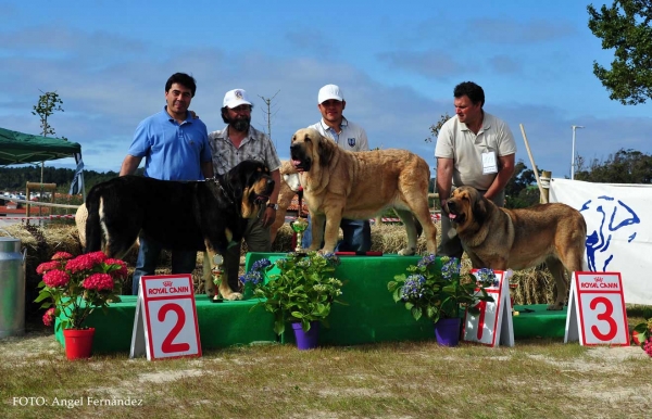 Best Open Class Females - Loredo, Cantabria, Spain 29.06.2013
Duna Negra de Puerto Canencia: Exc 2º
Conga de Montes del Pardo: Exc 1º, BEST FEMALE
Bea de la Calella de Otur: Exc 3º

Keywords: 2013