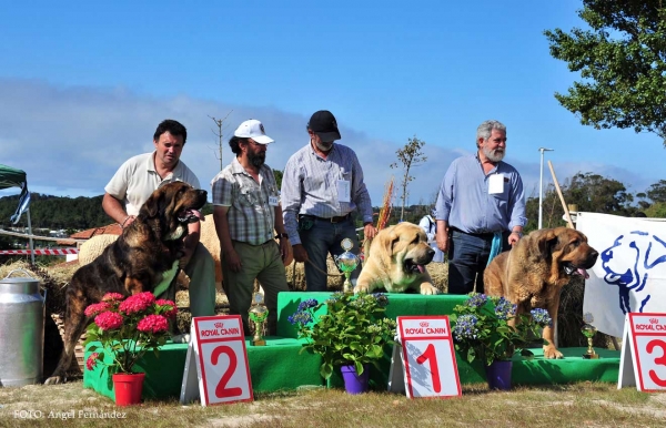 Best Open Class Males - Loredo, Cantabria, Spain 29.06.2013
Tristán V de Babia: Exc. 2º
Yamanko de Fonteferra: Exc.1º, BEST MALE, BIS
Ciro de Tierra de Orbigo: Exc. 3º 

Keywords: 2013