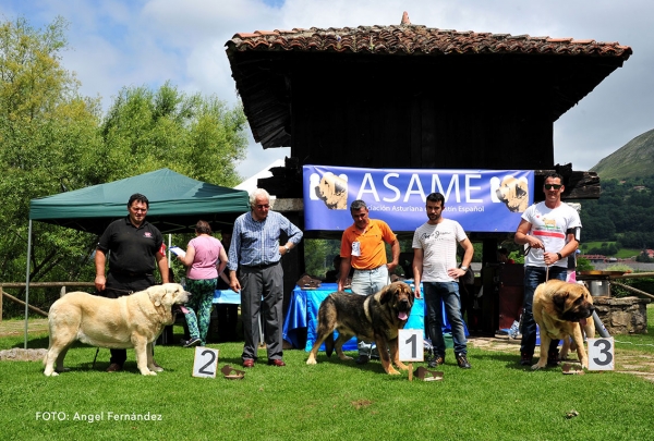 Podium Open Class Males - Cangas de Onis, Asturias, Spain - 08.07.2017 (ASAME)
Keywords: 2017 asame