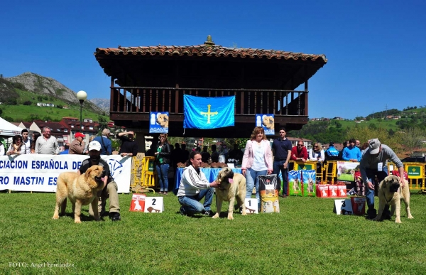 Ring Puppies Females - Arriondas, Asturias, Spain 04.05.2013
2. Tartuca de Fuente Mimbre
1. Flor de Torazo
3. Ginebra de Torazo
Keywords: 2013