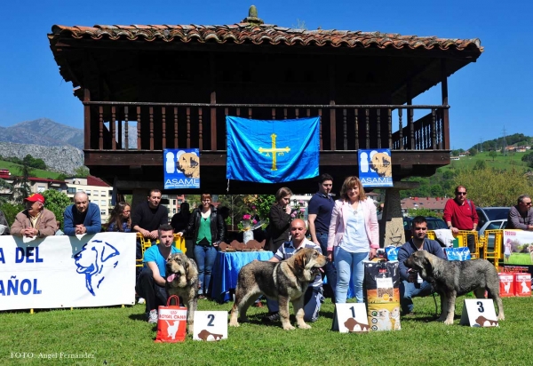 Ring Puppies Males, Arriondas, Asturias, Spain 04.05.2013
2. Brinco de Filandón
1. Argo de Filandón: (& Best Puppy)
3. Rex B-D
Keywords: 2013