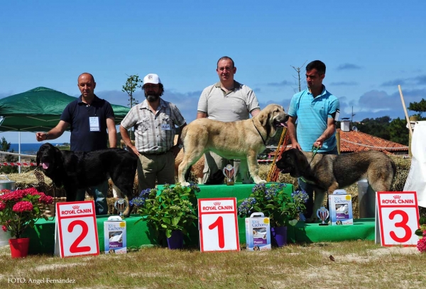 Best Puppy Class Females - Loredo, Cantabria, Spain 29.06.2013
Morena Monte Alheida: VG 2º
Toga de Fuente Mimbre: VG 1º
Jana de Blendios del Dobra: VG 3º

Keywords: 2013