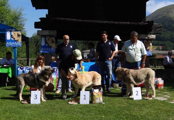 Best Puppy Females, Cangas de Onis, Asturias, Spain 05.07.2014
Keywords: 2014