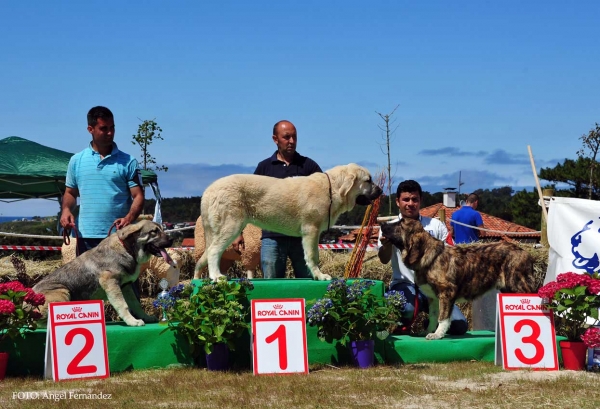 Best Puppy Class Males, Loredo, Cantabria, Spain 29.06.2013
Sión de Blendios del Dobra: - VG 2º
Dante Stick de Lunava: VG 1º, BEST PUPPY
Ribera de Montes del Pardo: VG 3º

Keywords: 2013