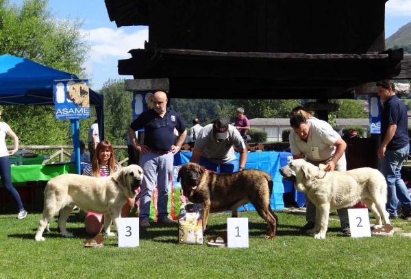 Best Puppy Males, Cangas de Onis, Asturias, Spain 05.07.2014
Keywords: 2014