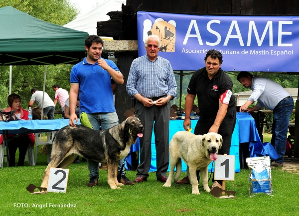 Podium Puppy Class Females - Cangas de Onis, Asturias, Spain -  08.07.2017 (ASAME)
Keywords: 2017 asame