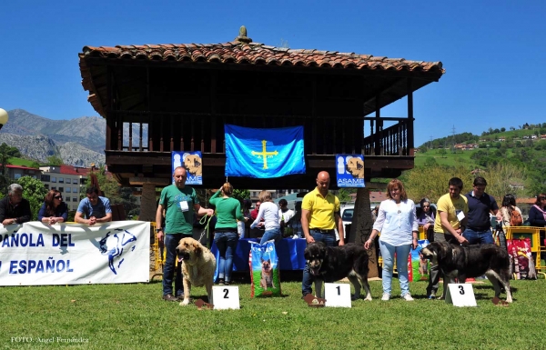 Ring Intermediate Females, Arriondas, Asturias, Spain 04.05.2013
Keywords: 2013