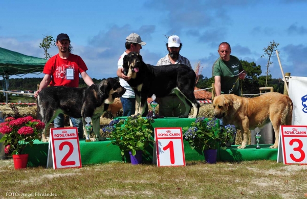 Best Intermediate Class Females - Loredo, Cantabria, Spain 29.06.2013
Elina de Carceña: Exc 2º
Eboli de Tierra de Orbigo: Exc 1º
Desdémona de Montes del Pardo: Exc 3º

Keywords: 2013