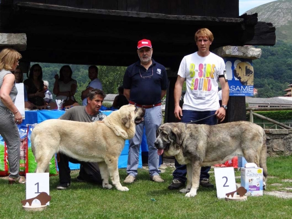 Best Intermediate Class Females, Cangas de Onis, Asturias, Spain 05.07.2014
Keywords: 2014