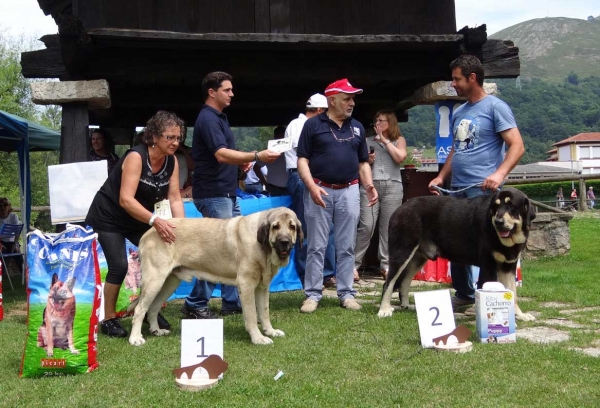 Best Intermediate Class Males, Cangas de Onis, Asturias, Spain 05.07.2014
Keywords: 2014