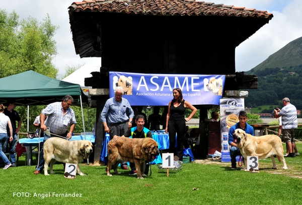 Podium Intermediate Class Females - Cangas de Onis, Asturias, Spain - 08.07.2017 (ASAME)
Keywords: 2017 asame