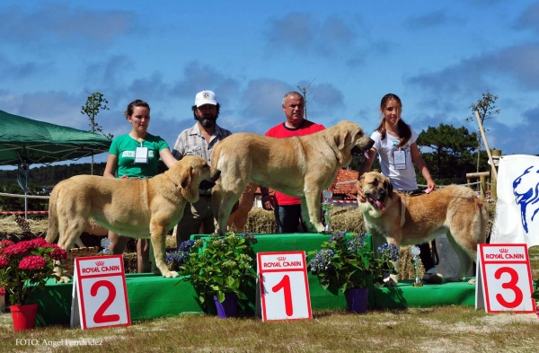 Best Young Females - Loredo, Cantabria, Spain 29.06.2013
Atenea I de Montes del Pardo: Exc. 2º
Luna II de Valle Pisueña: Exc. 1º
Bimba de Campo del Norte: Exc. 3º

Keywords: 2013