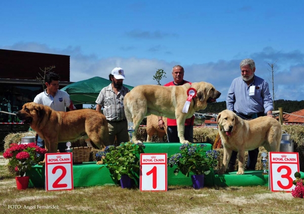 Best Young Class Males - Loredo, Cantabria, Spain 29.06.2013
Kazán de Montes del Pardo: Exc. 2º
Athos del Valle Pisueña: Exc. 1º, BEST YOUNG
Freddy de Tierra de Orbigo: Exc. 3º

Keywords: 2013