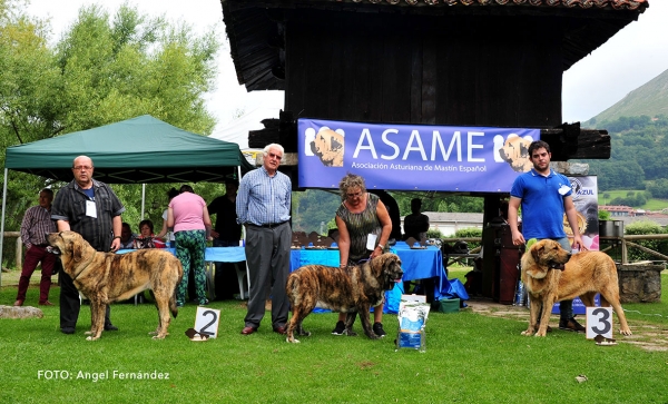 Podium Young Class Females - Cangas de Onis, Asturias, Spain -  08.07.2017 (ASAME)
Keywords: 2017 asame