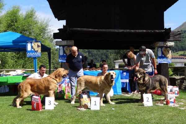 Best Junior Class Males, Cangas de Onis, Asturias, Spain 05.07.2014
Keywords: 2014